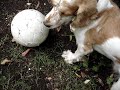 Mi perro odia el balon de futbol