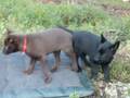 videos de Kelpie puppies 7 weeks
