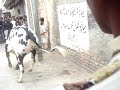 dangerous cow in rawalpindi