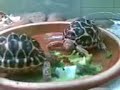 my-indian-star-tortoise.html