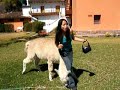 Alpaca attack Alpaca attack
