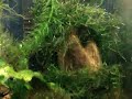Mi Primer Acuario con Plantas Mi Primer Acuario con Plantas