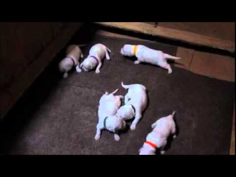 Minnies female pups at 2 1/2 wks..