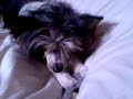 luca\