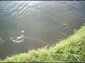 Video of Shark at Carbrook Golf Course - Golf Hazard