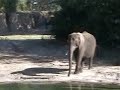 Walt Disney World Animal Kingdom Safari