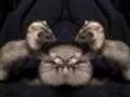 A funky ferret video