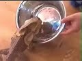 Feeding our pet frilled neck lizard "Lucy"