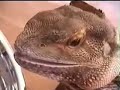 Feeding our pet frilled neck lizard \"Lucy\"