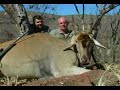 Loading a trophy eland bull on the mountain.