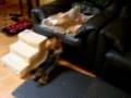 videos de Lola and Halley