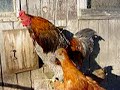 Rooster Crowing
