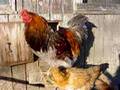 Rooster Crowing