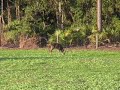 Whitetail Bucks - Foodplot