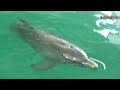 Home to the world famous Winter The Dolphin, now a star of her very own movie called 