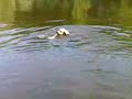 Luke geht schwimmen :-) Luke geht schwimmen :-)