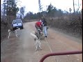 Sled Dog Training Run - Shameless Huskies!