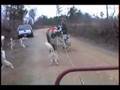 Sled Dog Training Run - Shameless Huskies!