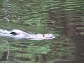 beaver slap