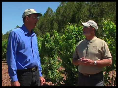 how to grow grapes in nm