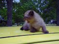 Munchkin Mini Pete on top of my car