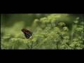 Johnnie Walker - Android