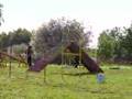 Bullterrier agility
