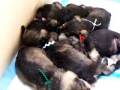 videos de Sleeping Puppies