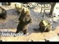 Teddy Bears Asking For Food