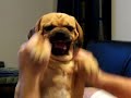 Puggle Nacho is a Cranky Puggle Part II Puggle Nacho is a Cranky Puggle Part II