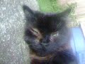 My cat Hunter, video 2