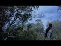 Sound Sweetening - Gigh Running Through the Forest Sound Sweetening - Gigh Running Through the Forest