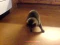 Akira and the laser pointer