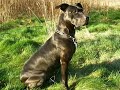 Mein Hund Tyrze - American Stafford Mein Hund Tyrze - American Stafford