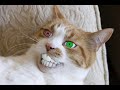 Śmieszne zwierzaki (Funny animals)