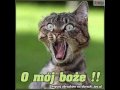 Śmieszne zwierzaki (Funny animals)