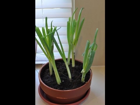 how to grow scallions indoors
