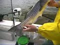 Hudson River Striped Bass Fishing On The Fishing Line