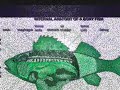 The Year Of The Spiky Fish