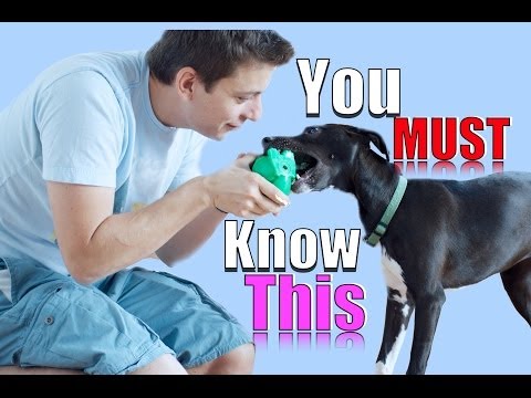 stopping your dog from pulling - http://www.facebook.com/TheZakGeorge Class is in session! Is it possible to work with a dog who has not exercised? Yes. But it's not easy. Why should you tak...