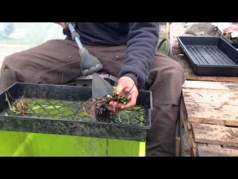 how to transplant rhizomes