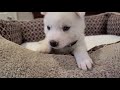 The Best 27 White Siberian Husky Dog Puppy