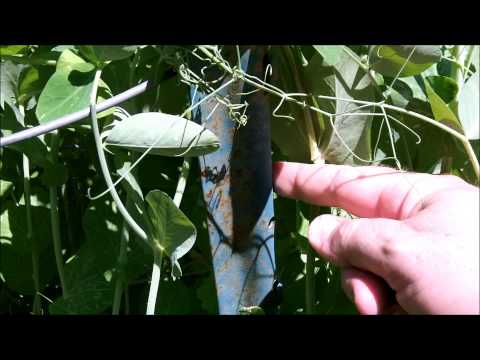 how to grow sugar snap peas on a trellis