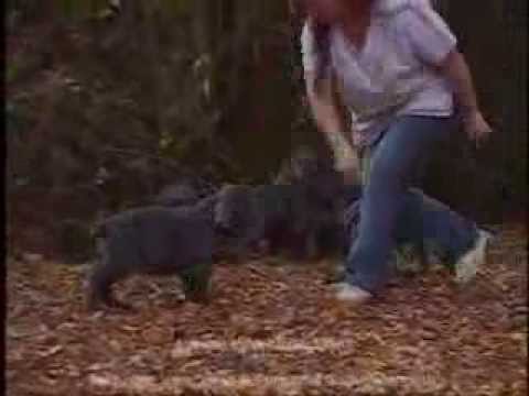 neapolitan mastiff