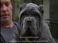 Cinciripini  Neapolitan  Mastiff