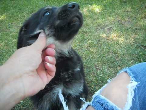 Elmo at 6 weeks of age, ready soon