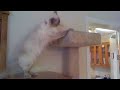Get off my Pole