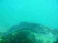 Smooth Stingray at Portsea