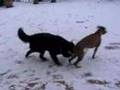 Bovaro Bernese e Boxer (Daltanious vs terminator)