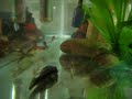 botia striata, bristlenose catfish, cherry barbs botia striata, bristlenose catfish, cherry barbs